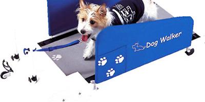如何訓練狗狗在跑步機上跑步