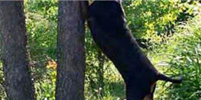 黑褐獵浣熊犬