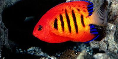 怎麼能養好熱帶魚 熱帶魚的最正確飼養方法