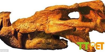 犬齒的恐龍殺手:巴西發現7000萬年鱷魚新種化石