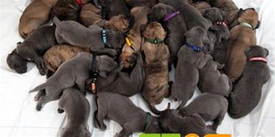 寵物狗升級當“媽媽” 27幼崽犬累壞飼養者