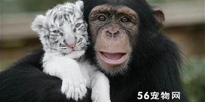 兩歲猩猩為白虎幼仔充當養母