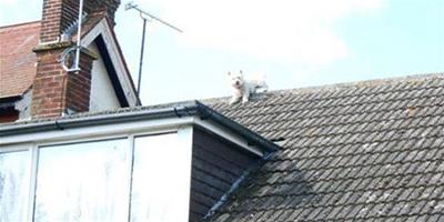 調皮狗狗追逐海鷗上屋頂，上得去下不來