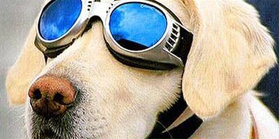 寵物狗專用的太陽眼鏡