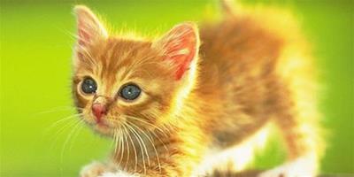 剖腹產的貓咪寶貝存活率低的原因