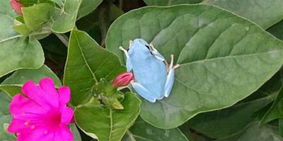 韓國發現淡藍色青蛙，存在概率僅五萬分之一