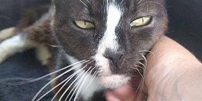 失蹤8年英國貓 漂洋過海竟在法國被人撿到