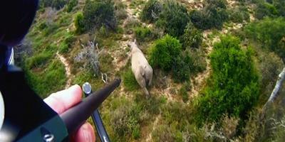 南非用直升機吊運犀牛飛越天空“搬家”