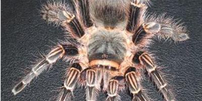粉紅斑馬腳蜘蛛