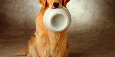 給狗狗吃剩飯菜有什麼影響