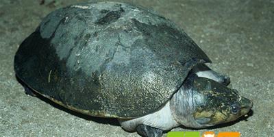 亞馬遜大頭側頸龜的介紹