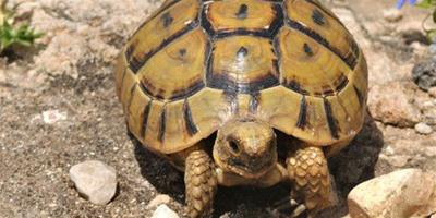 烏龜腐皮怎麼治 烏龜腐皮病病症及防治方法
