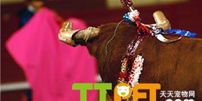 時代週刊09年十大動物新聞：西班牙為鬥牛爭論