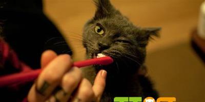 讓貓咪適應刷牙的方法