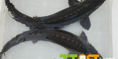 清道夫魚的壽命大概多長，能活多久？