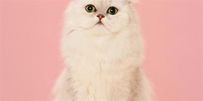 暹羅貓怎麼美容？