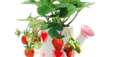 家庭盆栽草莓的種植技巧