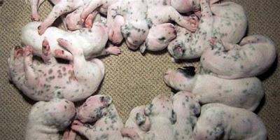英國斑點狗一窩產16只幼仔 接近世界紀錄