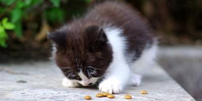 貓喜歡吃什麼貓糧 貓糧是真正的均衡食物