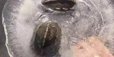 寵物烏龜遭遇寒潮天氣 被“凍進”冰塊