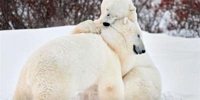 北極熊雪中打鬧親密玩“熊抱”