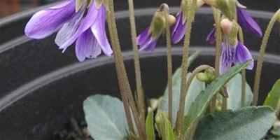 紫花地丁怎麼種(移栽和播種)