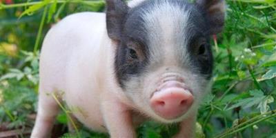 迷你小香豬價格 價格一般在300—600元左右