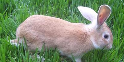 種公兔的飼料配方建議