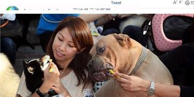 香港組織狗狗集體刷牙，宣傳健康養寵