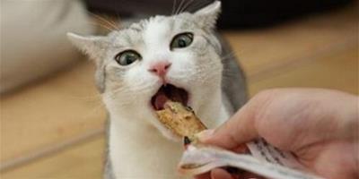 貓吃多了怎麼辦