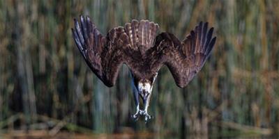 美攝影師抓拍魚鷹高速俯衝捕捉水中魚