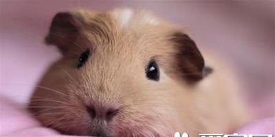 豚鼠怎麼養 最正確的寵物豚鼠養殖方法