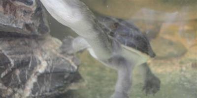 長身蛇頸龜的環境要求