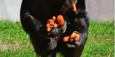 黑猩猩搶胡蘿蔔，手腳忙不停