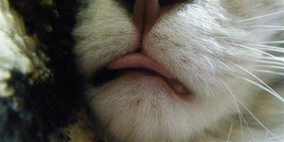 貓咪老是吐舌頭什麼意思？有病嗎？