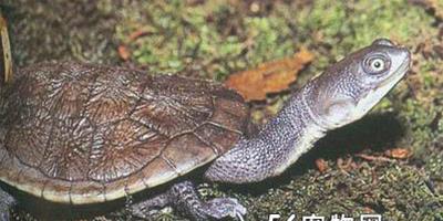 新幾內亞長頸龜