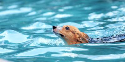 夏末清涼，週末帶狗去游泳