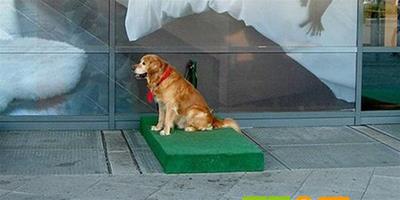 科隆宜家推出“停狗位”，狗狗可以等待主人購物