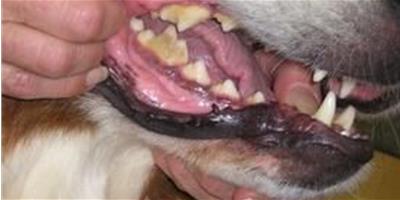 寵物狗狗為何都留有乳牙