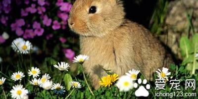 兔子可以吃什麼草 牧草是必不可少的主食