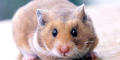 英國少年用微波爐烤倉鼠遭監禁