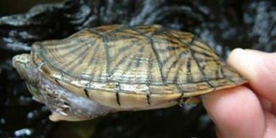 平背麝香龜的外觀特徵
