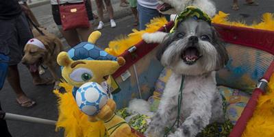 巴西寵物主人為狗狗打造“嘉年華狂歡”