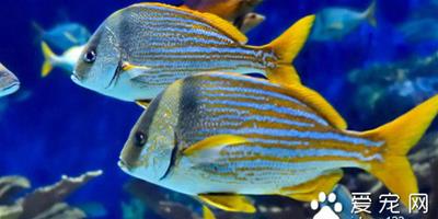 什麼熱帶魚最好看 世界上最漂亮的十種魚