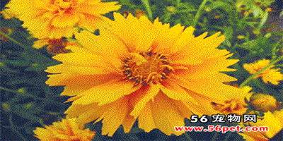 [宿根花卉]-金雞菊