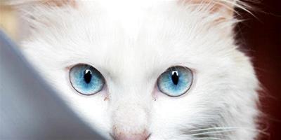 貓咪向你眨眼睛是在撩你嗎？