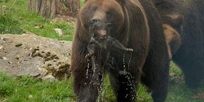 瑞士動物園任由棕熊虐待幼崽遭批