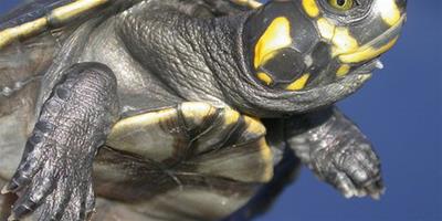 黃頭側頸龜飼養