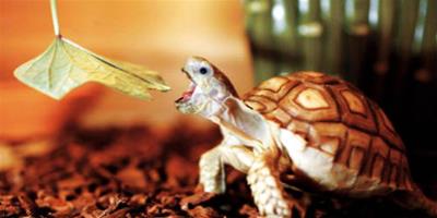 蘇卡達陸龜飼養的方法
