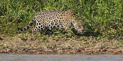 巴西美洲豹閃電獵殺鱷魚驚險場景